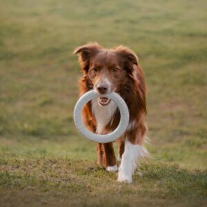 A lively Border Collie running with a toy in a grassy field, showcasing agility and playfulness.