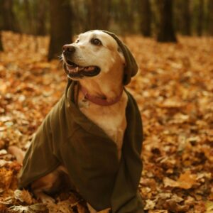 A joyful Golden Retriever dressed in a hoodie amidst autumn leaves in a forest.